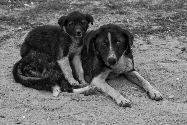 mom watching puppy