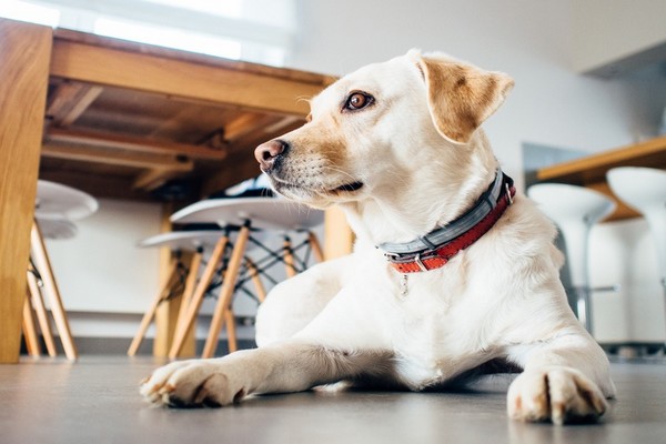 Top 8 sites for finding pet sitting gigs in your area