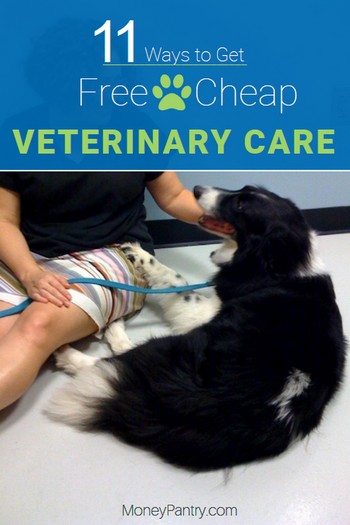 11 Ways To Get Free Or Cheap Vet Care Near Me Moneypantry