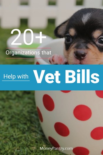 These organizations will help you pay for your pet's care