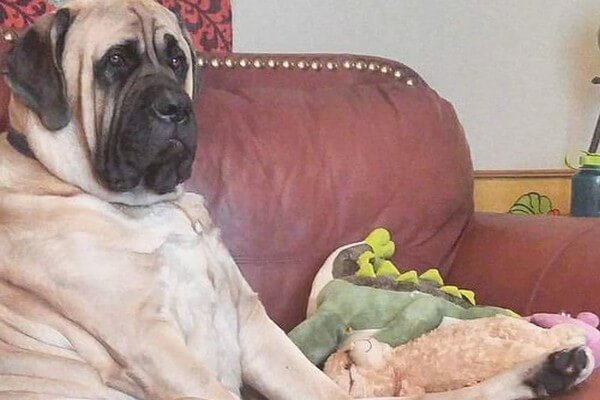 How this Dog Earns $100 a Month (Brim the Mastiff Pays His Own Vet Bills)