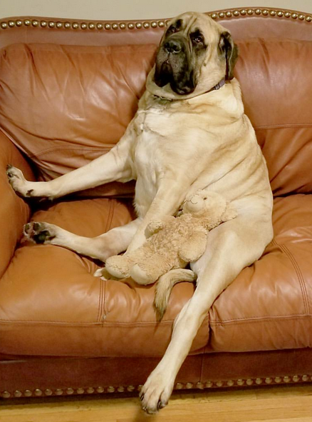 Brim the Mastiff proudly displays his Party Leg.