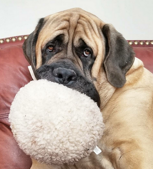 Brim the Mastiff holding his poof ball in his mouth (cuteness is one of his money making tools!)