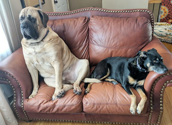 Brim the Mastiff with his foster sister.