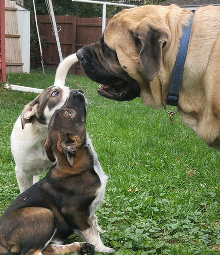 Brim the Mastiff teaching foster puppies the ways of the world.