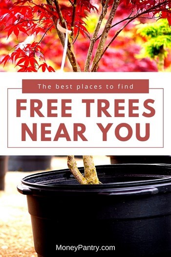 Here are easy ways you can get trees (of all kind) for free (including government programs that giveaway free trees)...