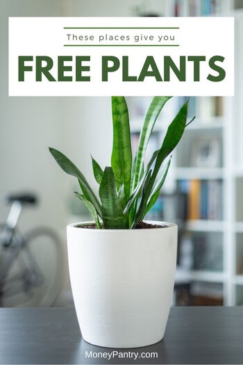Here are legal ways you can get free plants for your garden (online, near you and even from the government)...
